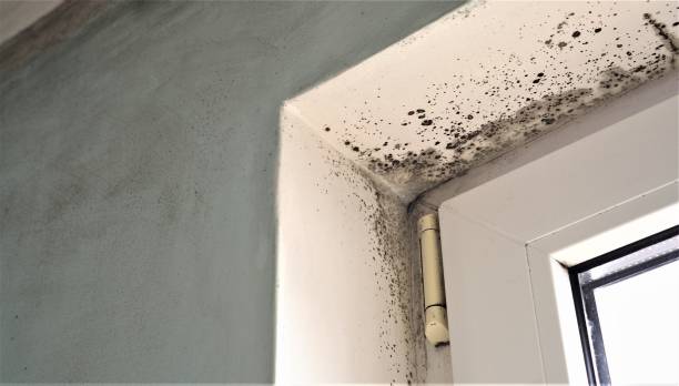 Trusted Newburyport, MA Mold Removal Experts
