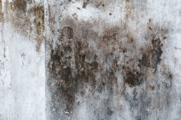 Best Mold Documentation for Insurance Claims  in Newburyport, MA