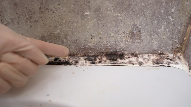 Best Air Quality Testing for Mold Spores  in Newburyport, MA